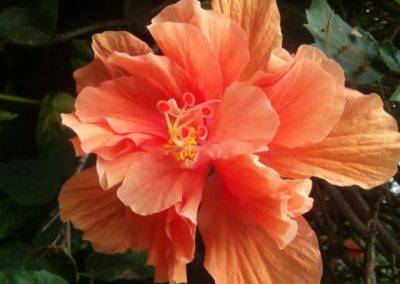 Get Gardening – Lane County