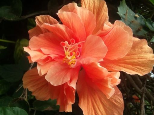 Get Gardening – Lane County