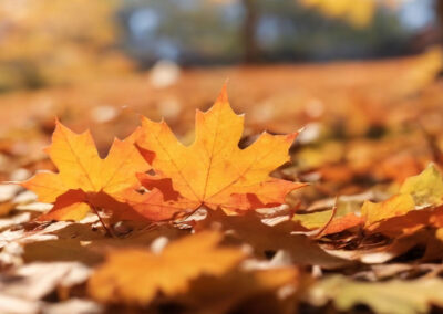 Supporting Your Children Through Seasonal Changes